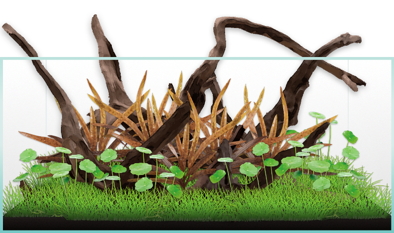 Aquarium layout created with Scape It 3.0 Full